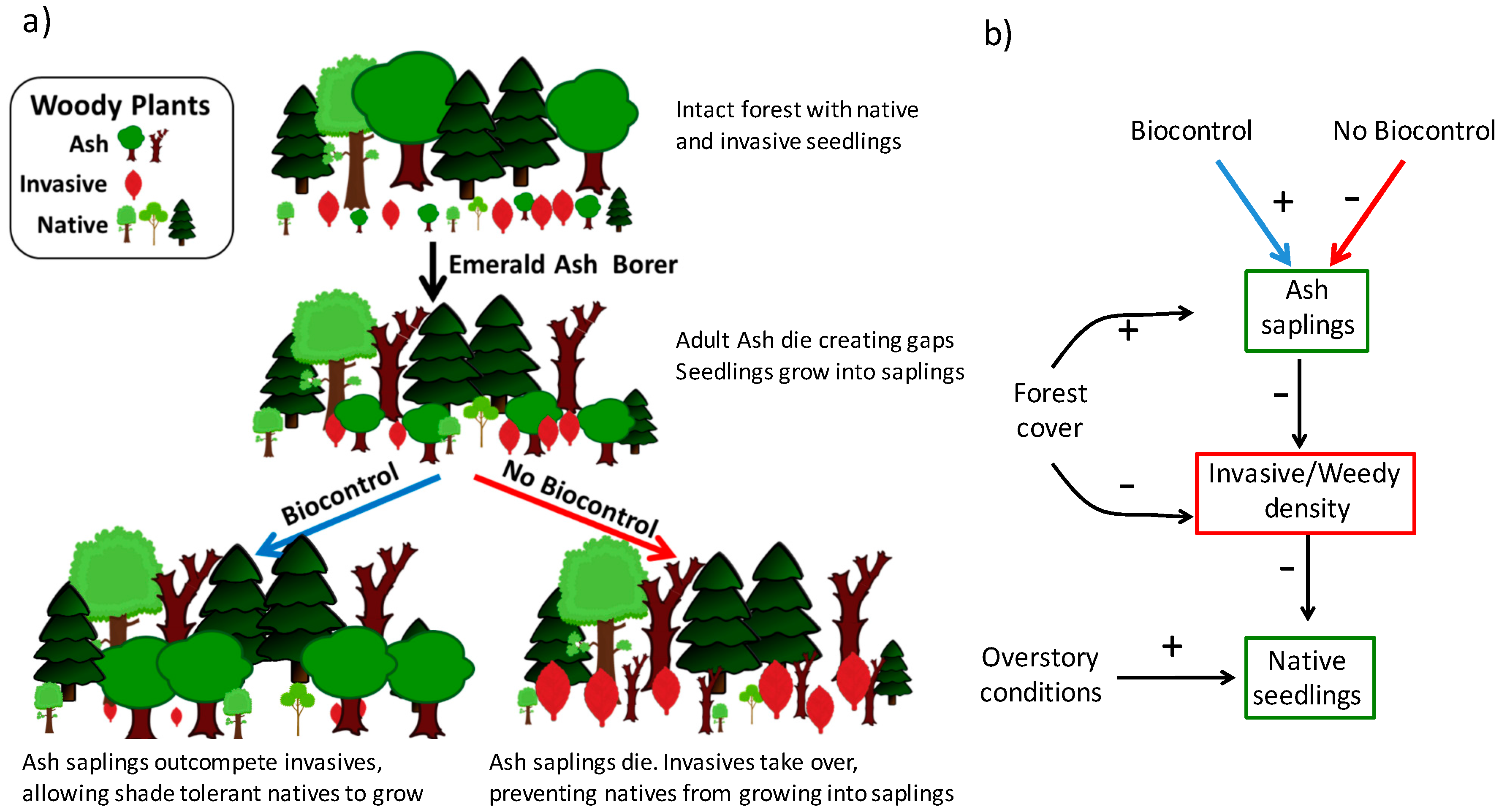 emerald ash borer life cycle