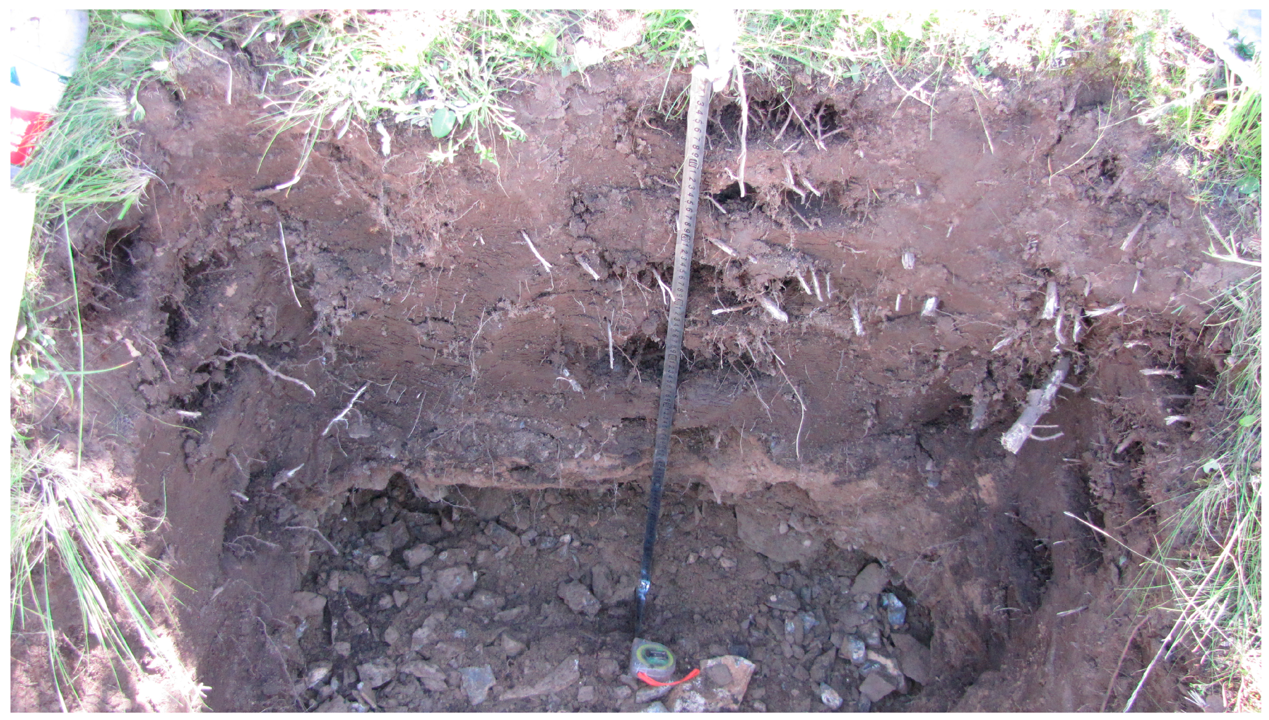 Forests 08 00416 g002