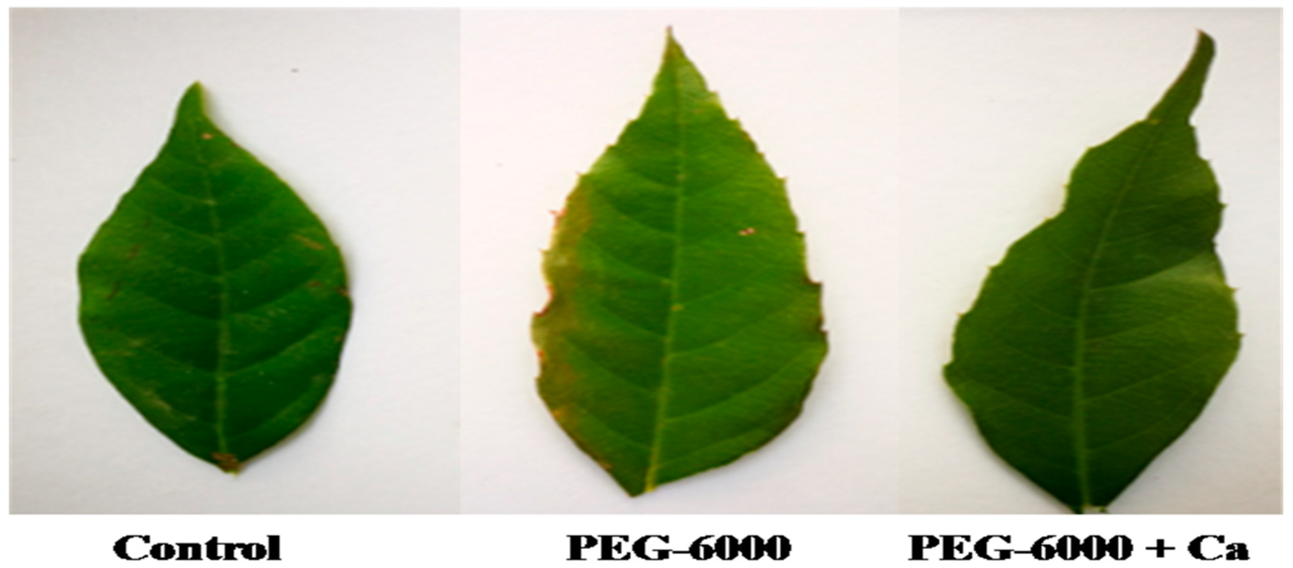 Forests 09 00667 g001 Forests 09 00667 g001