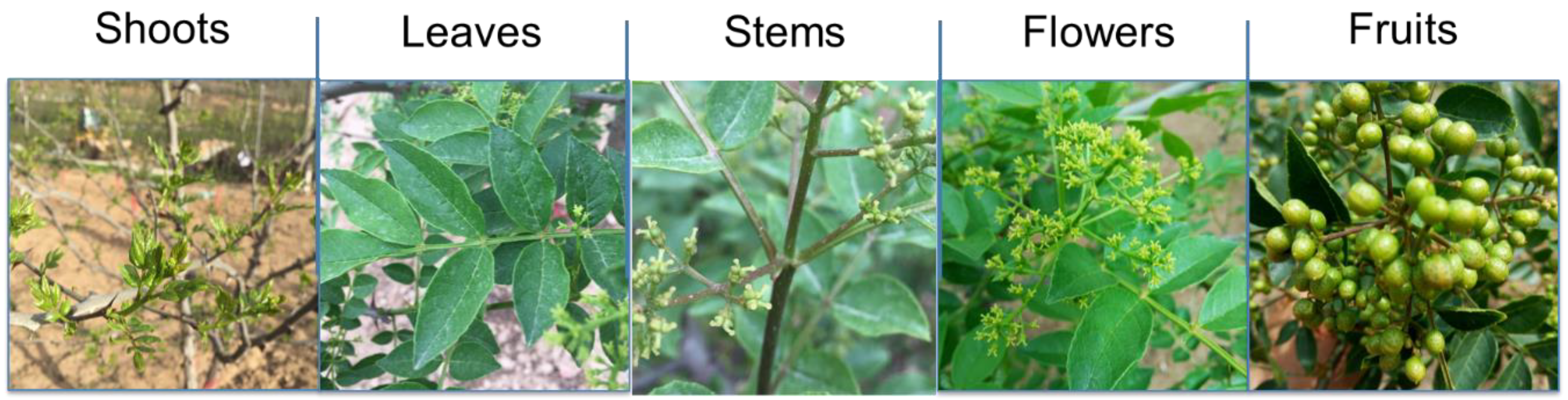 Forests 09 00765 g001