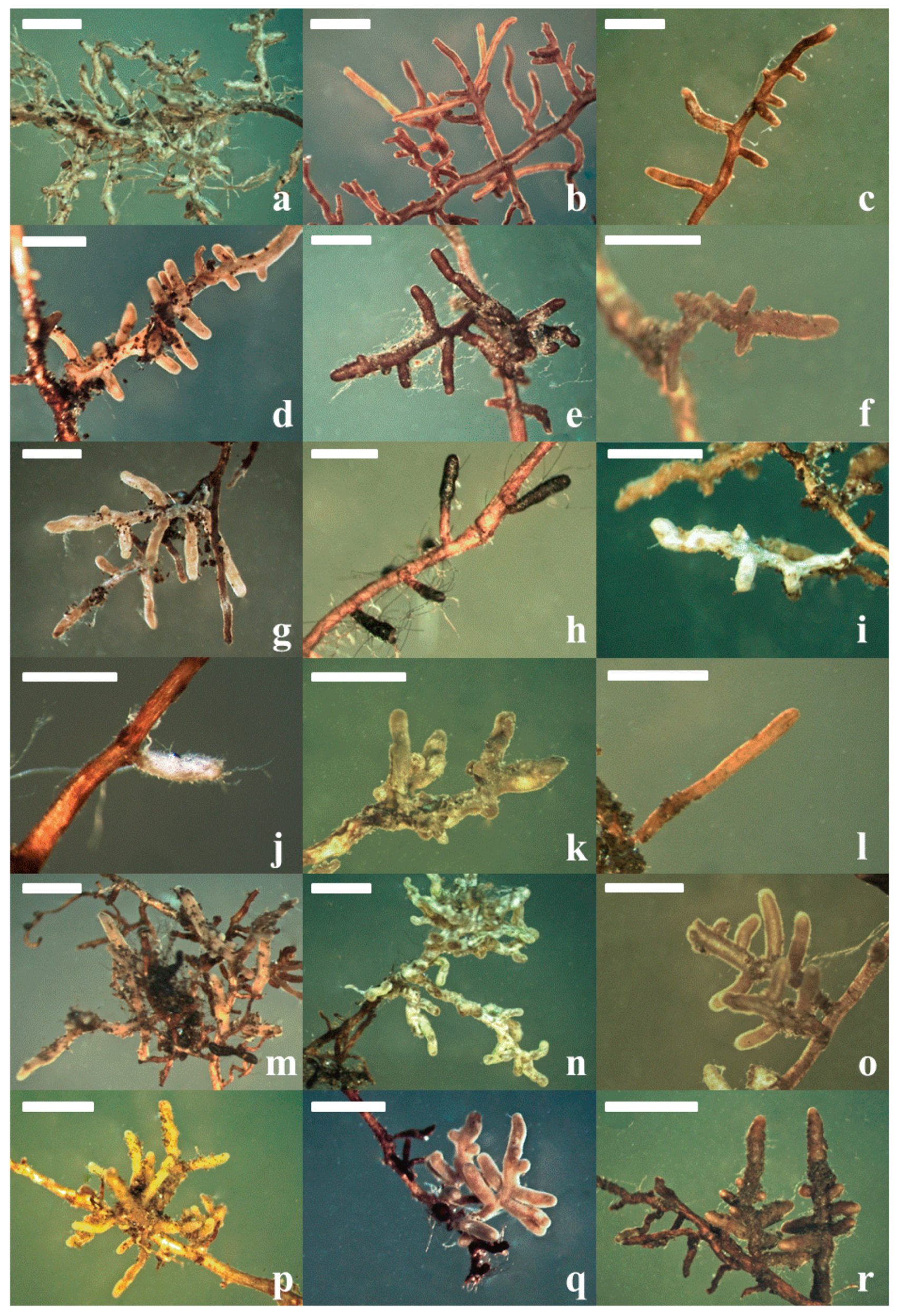 Forests 10 00030 g003