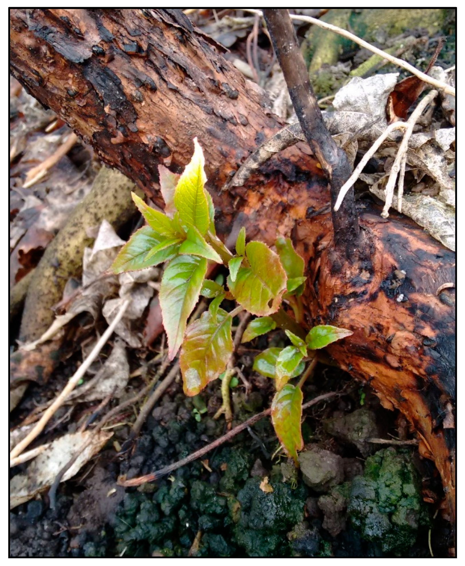 Forests 11 00269 g0a2