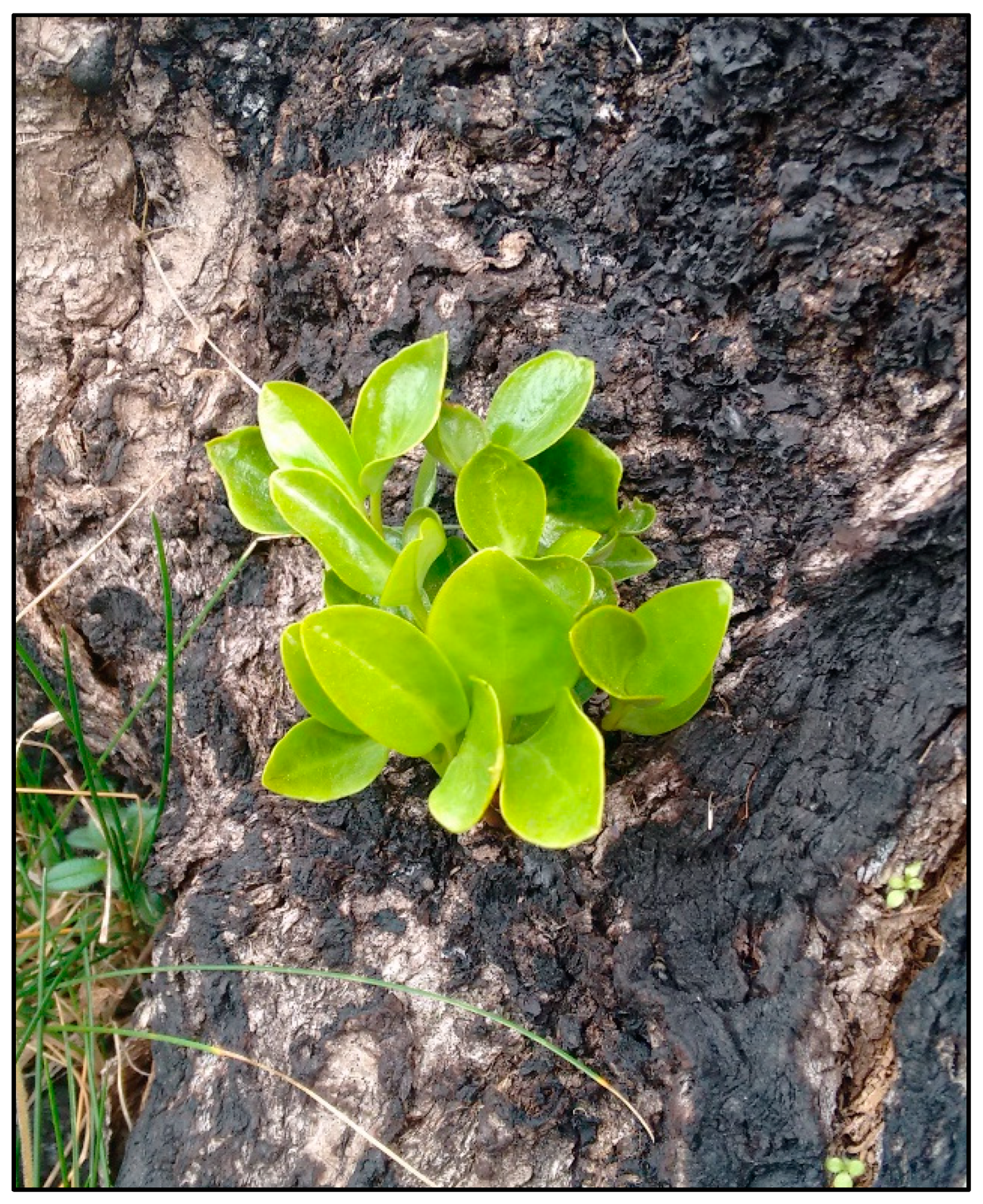 Forests 11 00269 g0a4