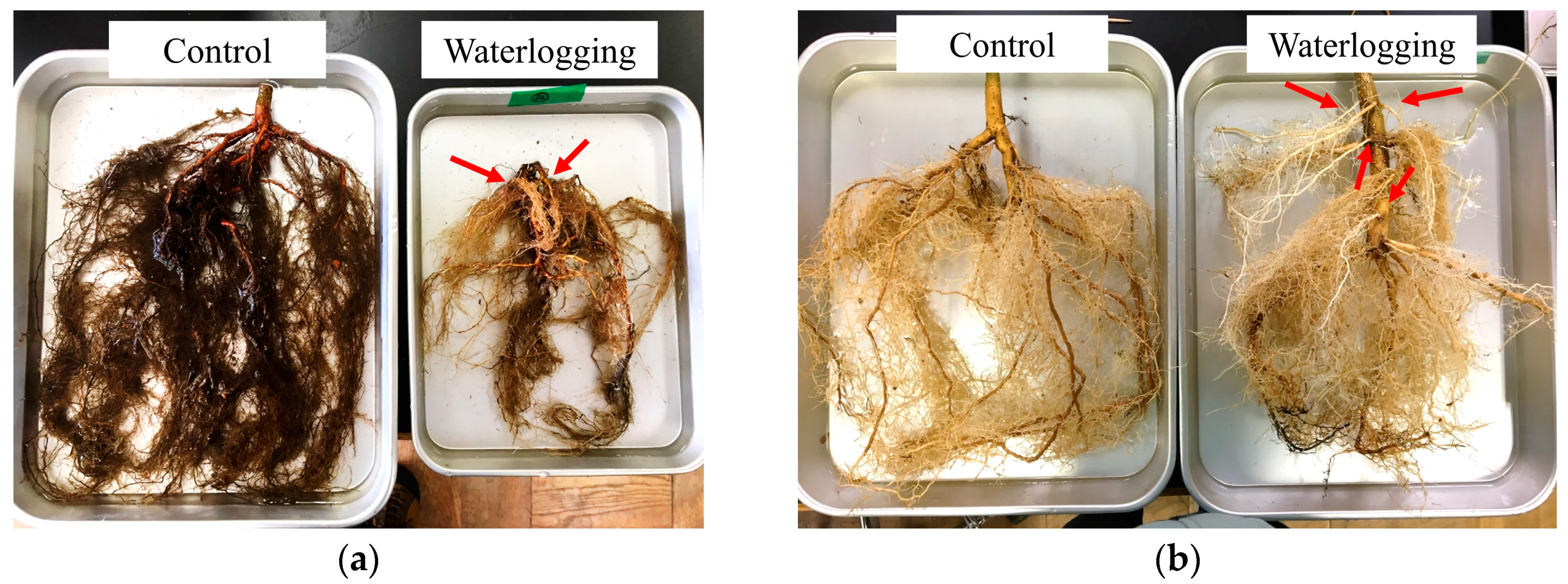 Forests 11 00552 g005 Forests 11 00552 g005