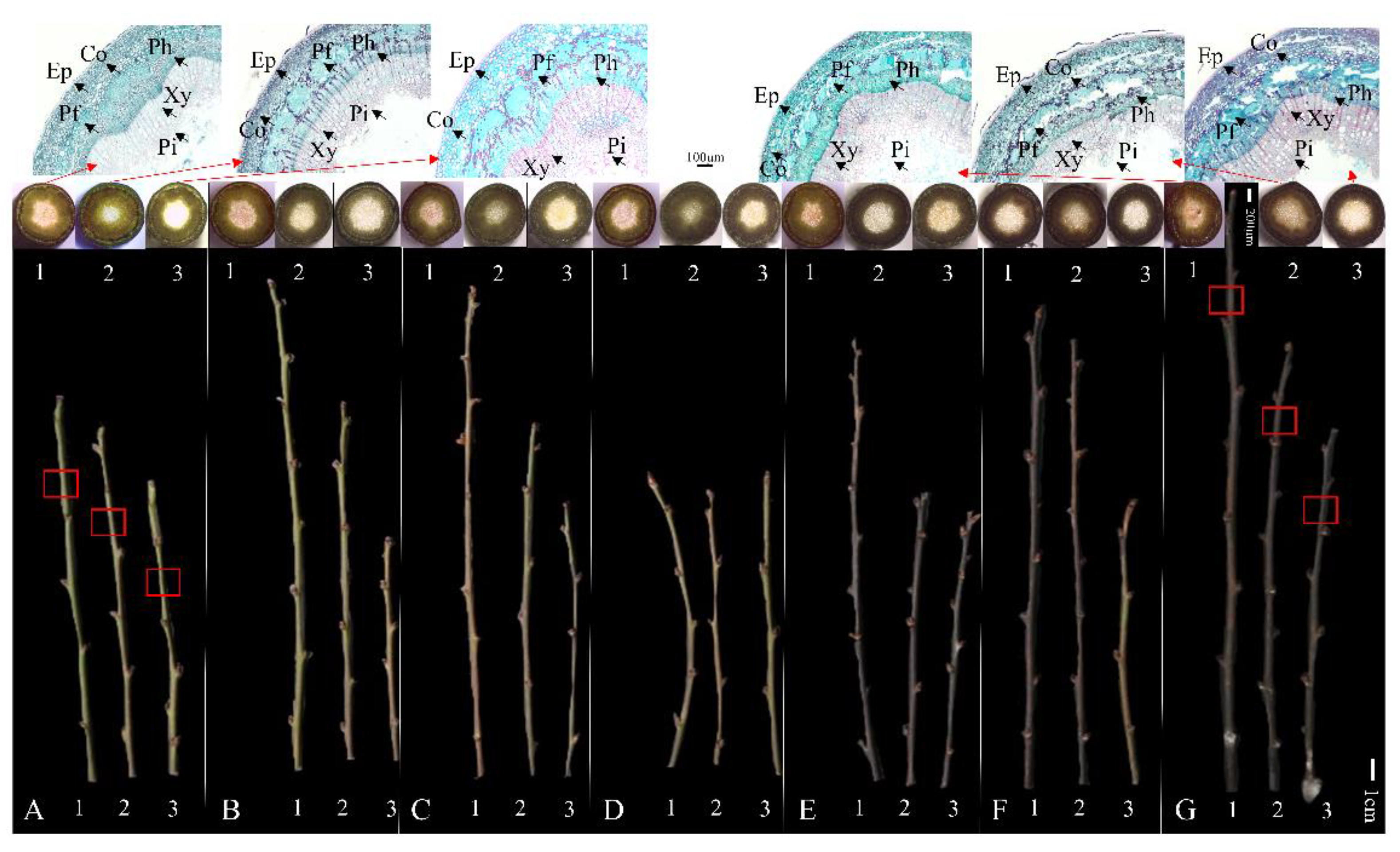 Forests 13 02163 g004