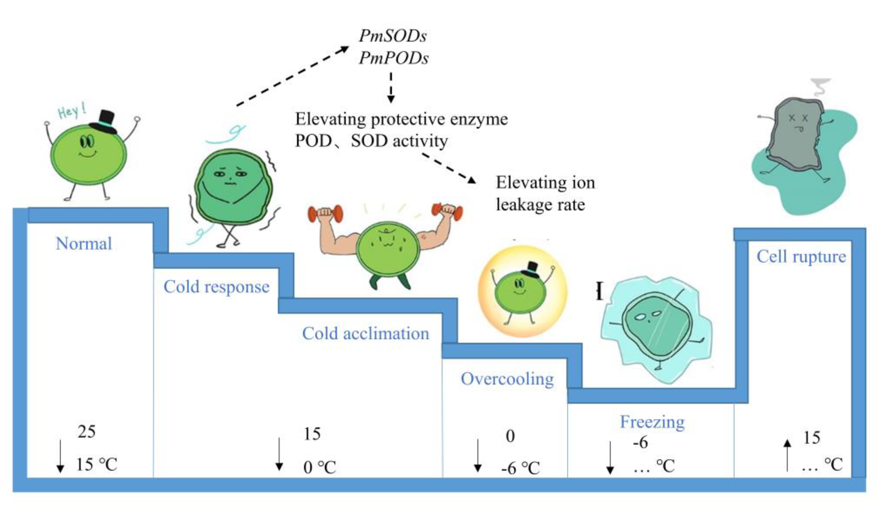 Forests 13 02163 g007
