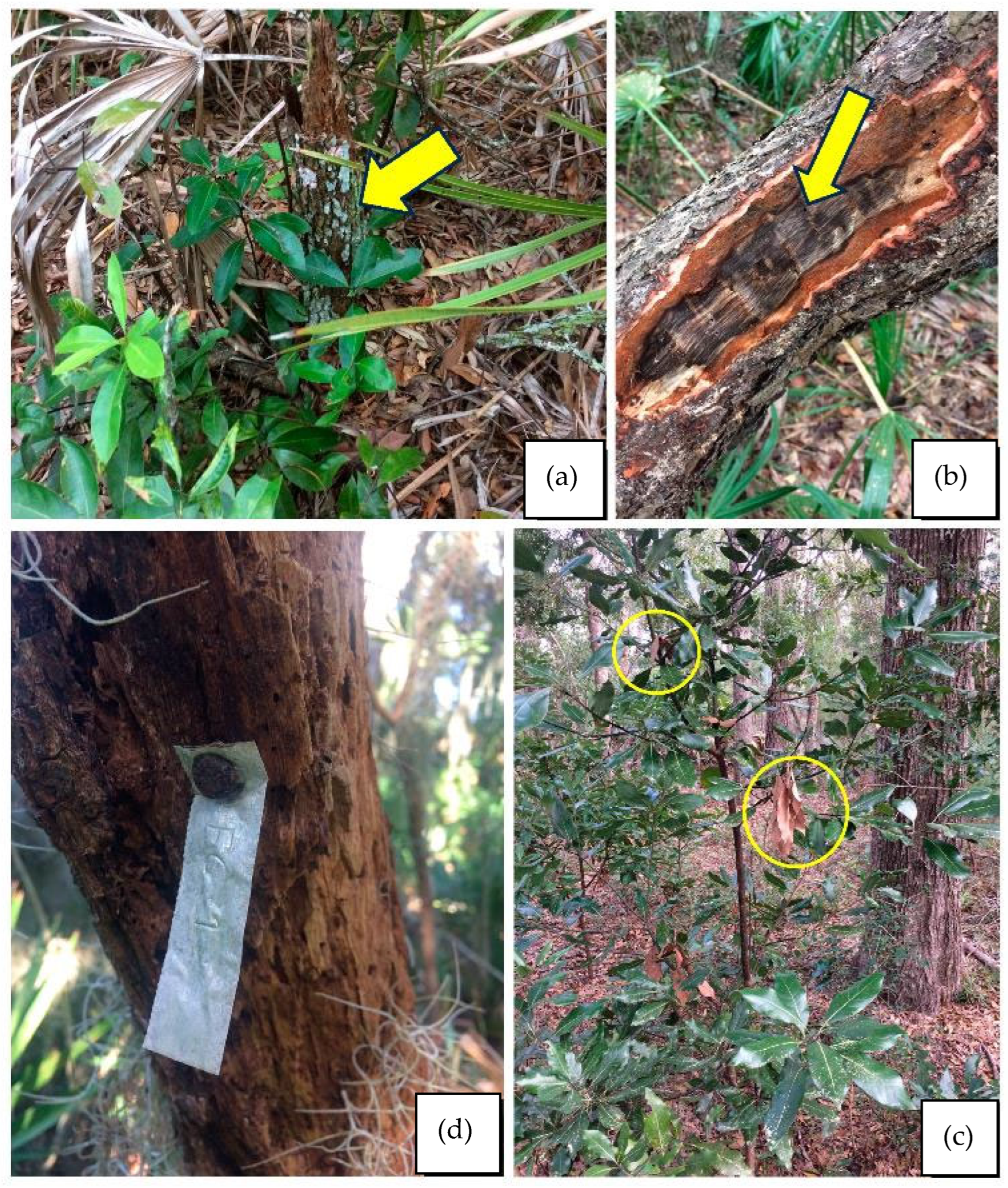 Forests 15 00817 g004