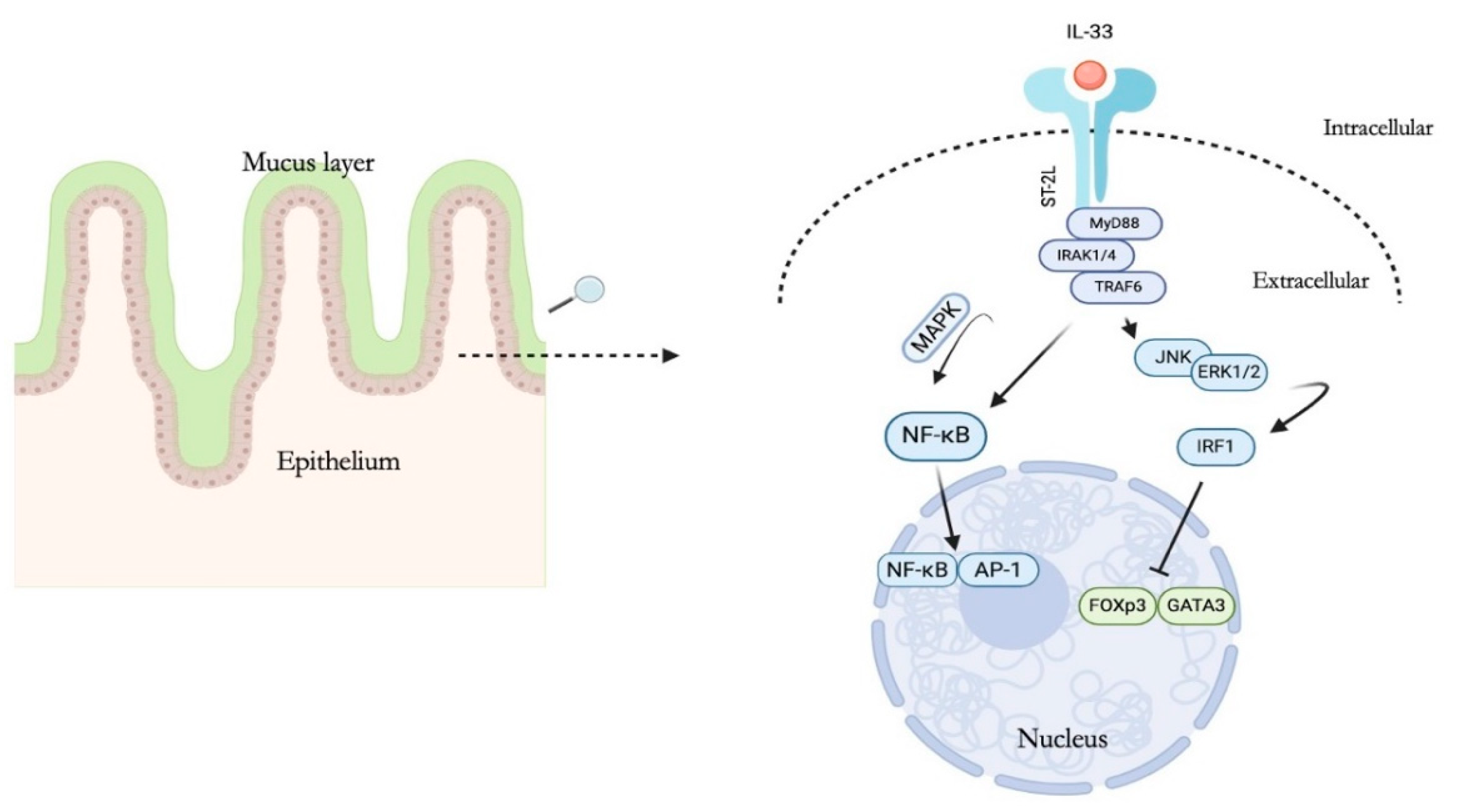 Gastrointestdisord 06 00030 g002