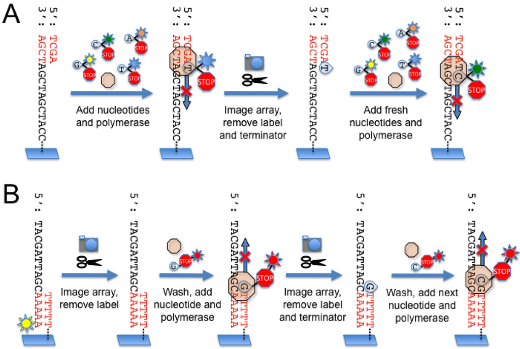 sequencing by synthesis