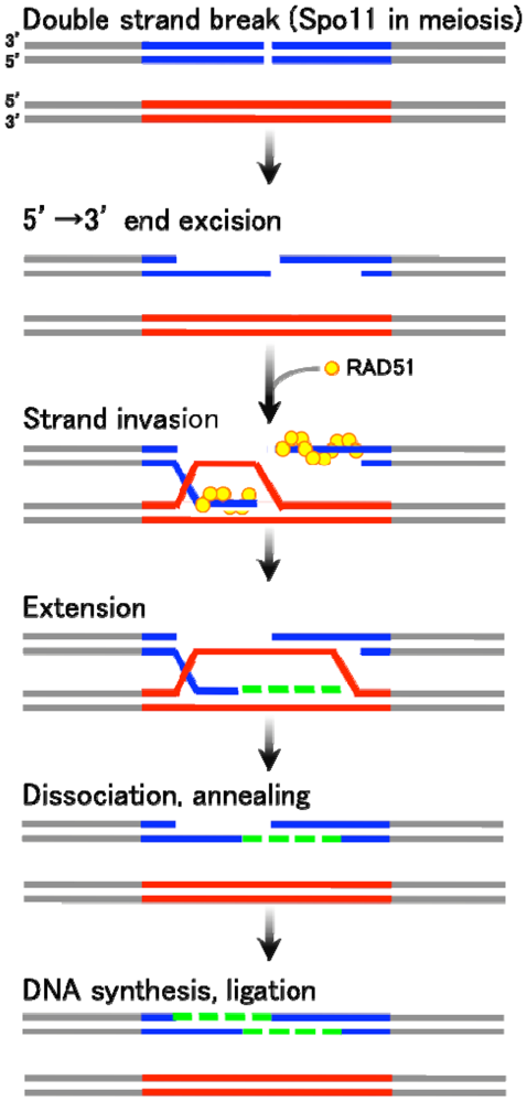 Genes 02 00048f1 1024