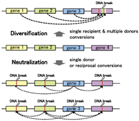 Genes 02 00048f3 200