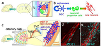 Genes 02 00107f3 200