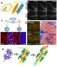 Genes 02 00107f4 200