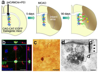 Genes 02 00107f6 200