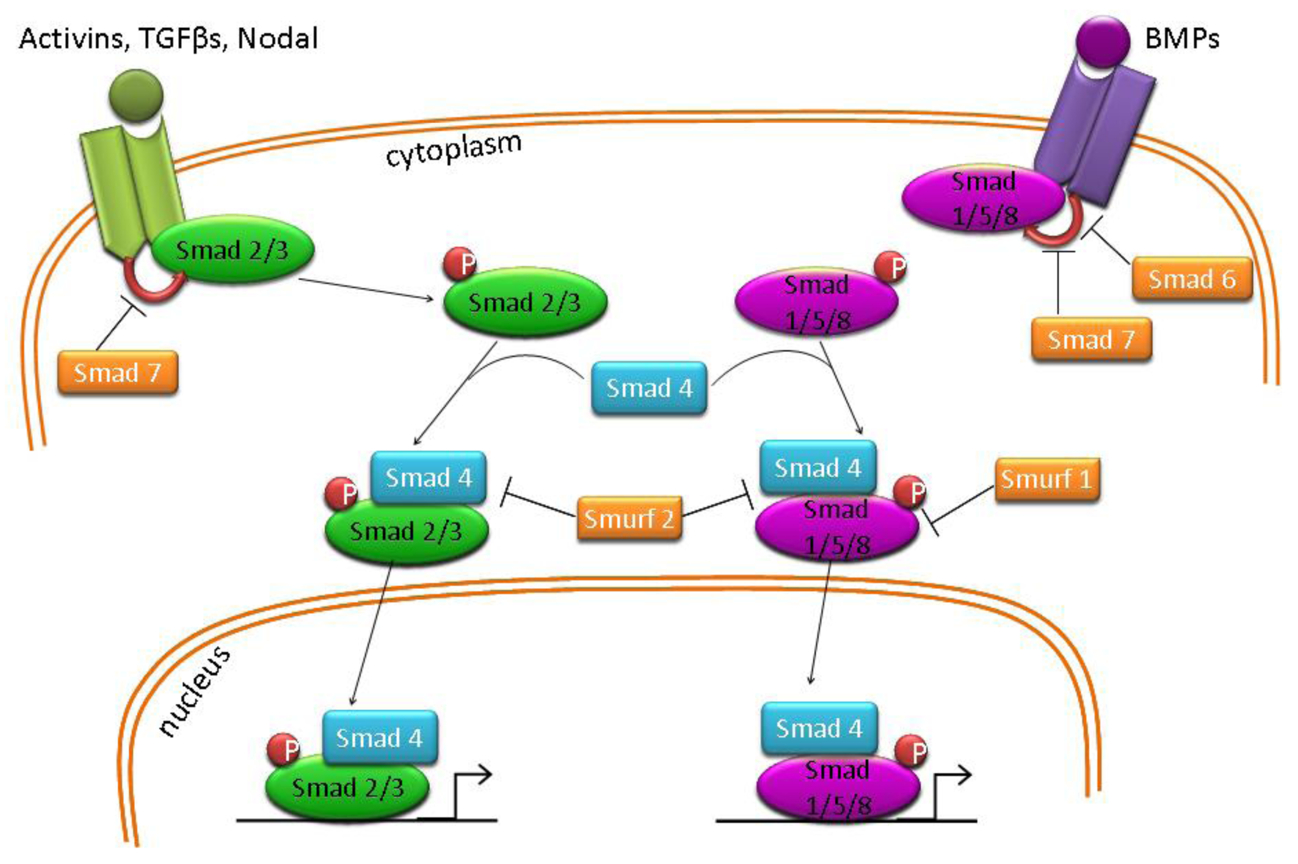Genes 02 00229f3 1024