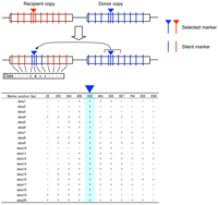 Genes 02 00313f1 200