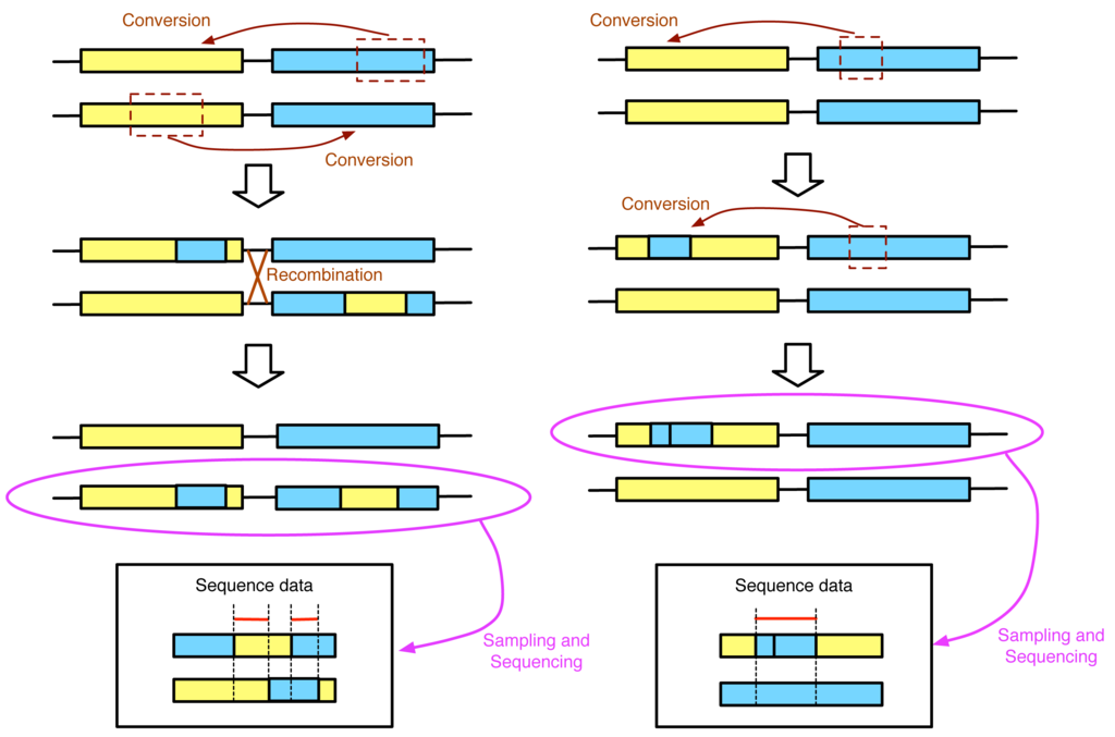 Genes 02 00313f4 1024