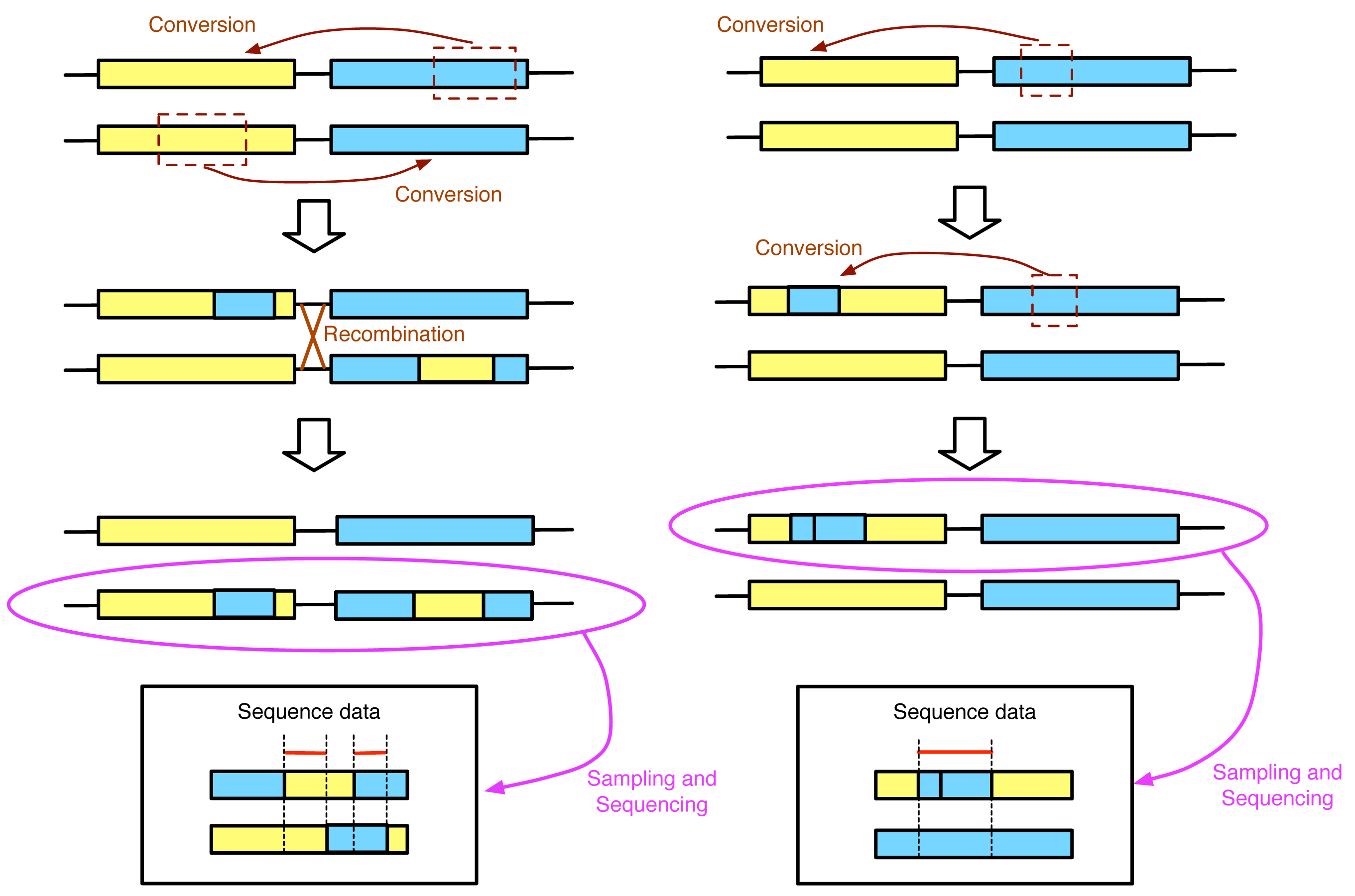 Genes Free FullText The Rate and Tract Length of Gene Conversion