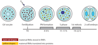 Genes 02 00345f2 200