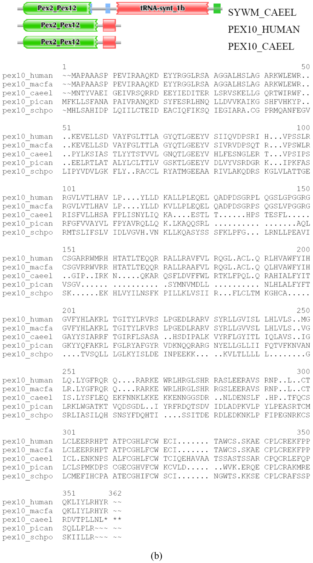 Genes 02 00449f5b 1024