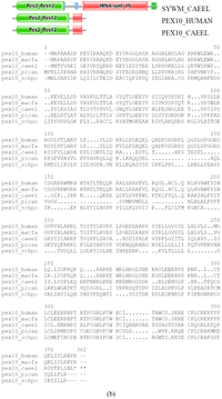Genes 02 00449f5b 200
