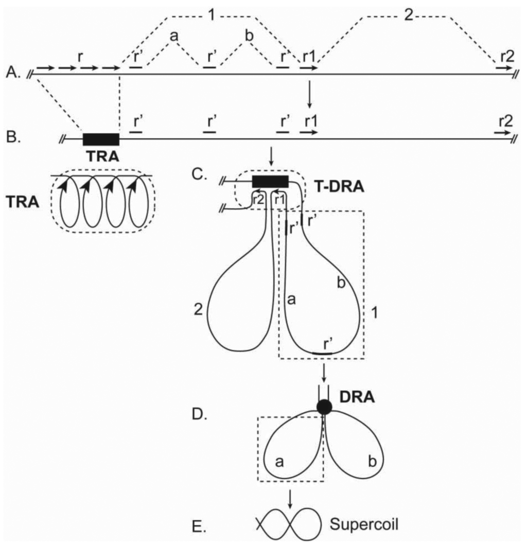 Genes 02 00661f2 1024