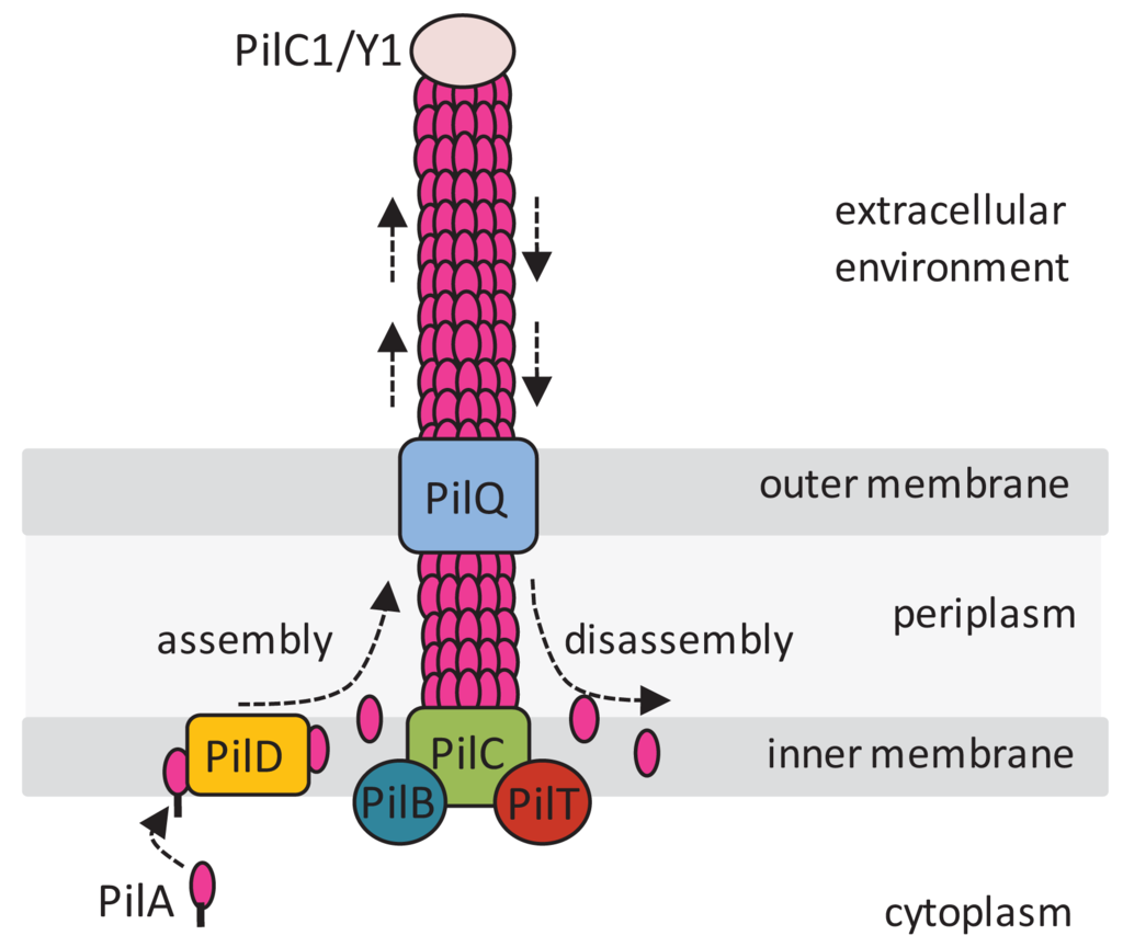 download plant embryo