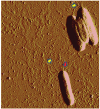 Genes 02 00706f3 200