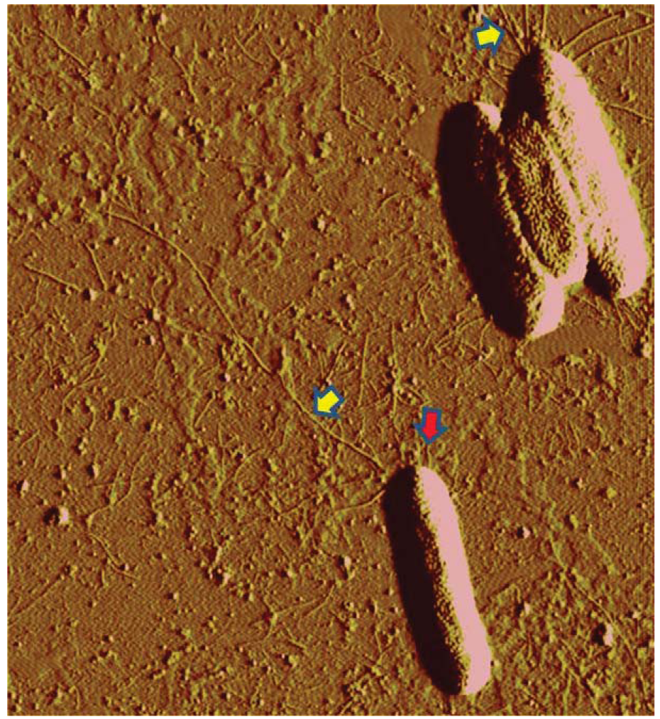 Genes 02 00706f3 1024