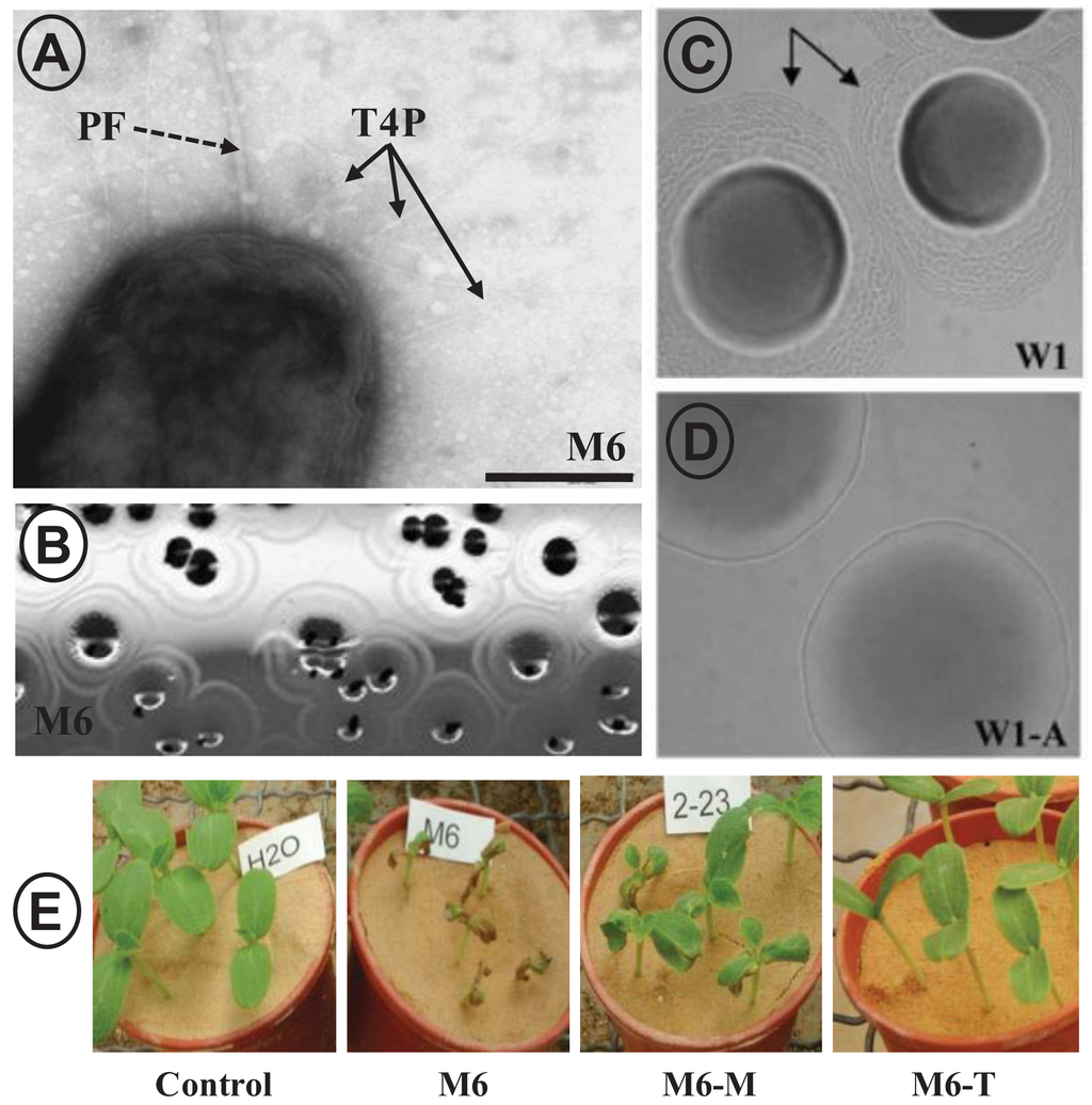 Genes 02 00706f4 1024