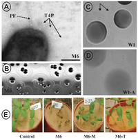 Genes 02 00706f4 200