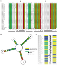 Genes 02 00925f5 200