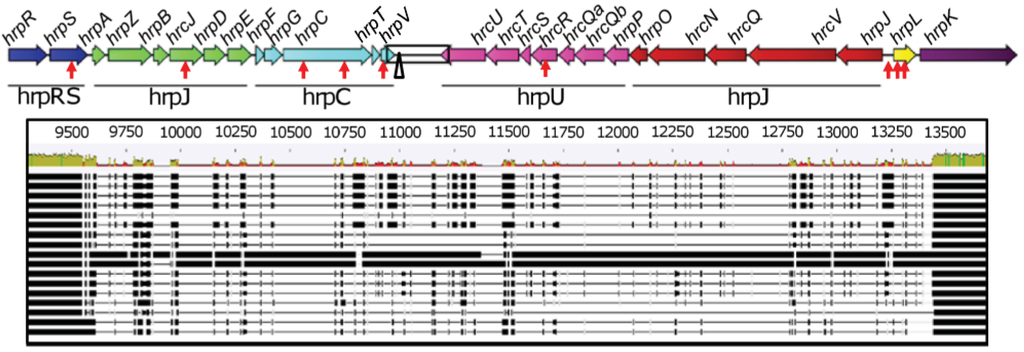 Genes 02 00957f1 1024