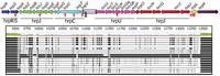 Genes 02 00957f1 200