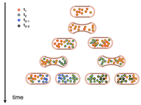 Genes 02 00998f2 200
