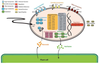 Genes 02 01017f4 200