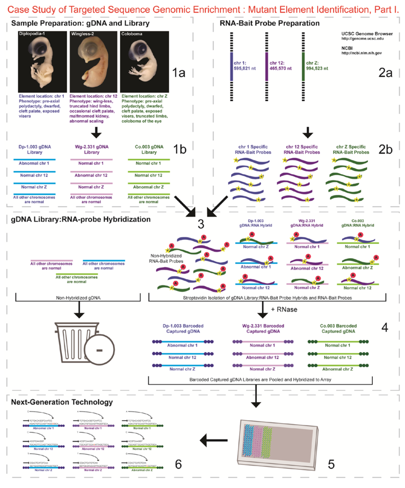 Genes 03 00233 g001 1024