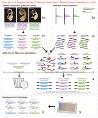 Genes 03 00233 g001 200