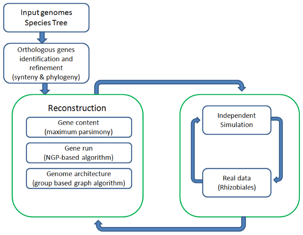 Genes 03 00423 g001 1024