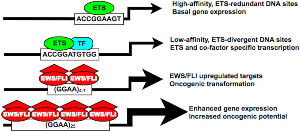 Genes 03 00444 g004 1024