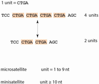 Genes 03 00461 g001 200
