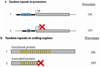 Genes 03 00461 g002 200