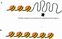 Genes 03 00461 g003 200