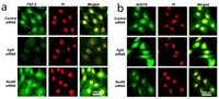 Genes 03 00505 g004 200