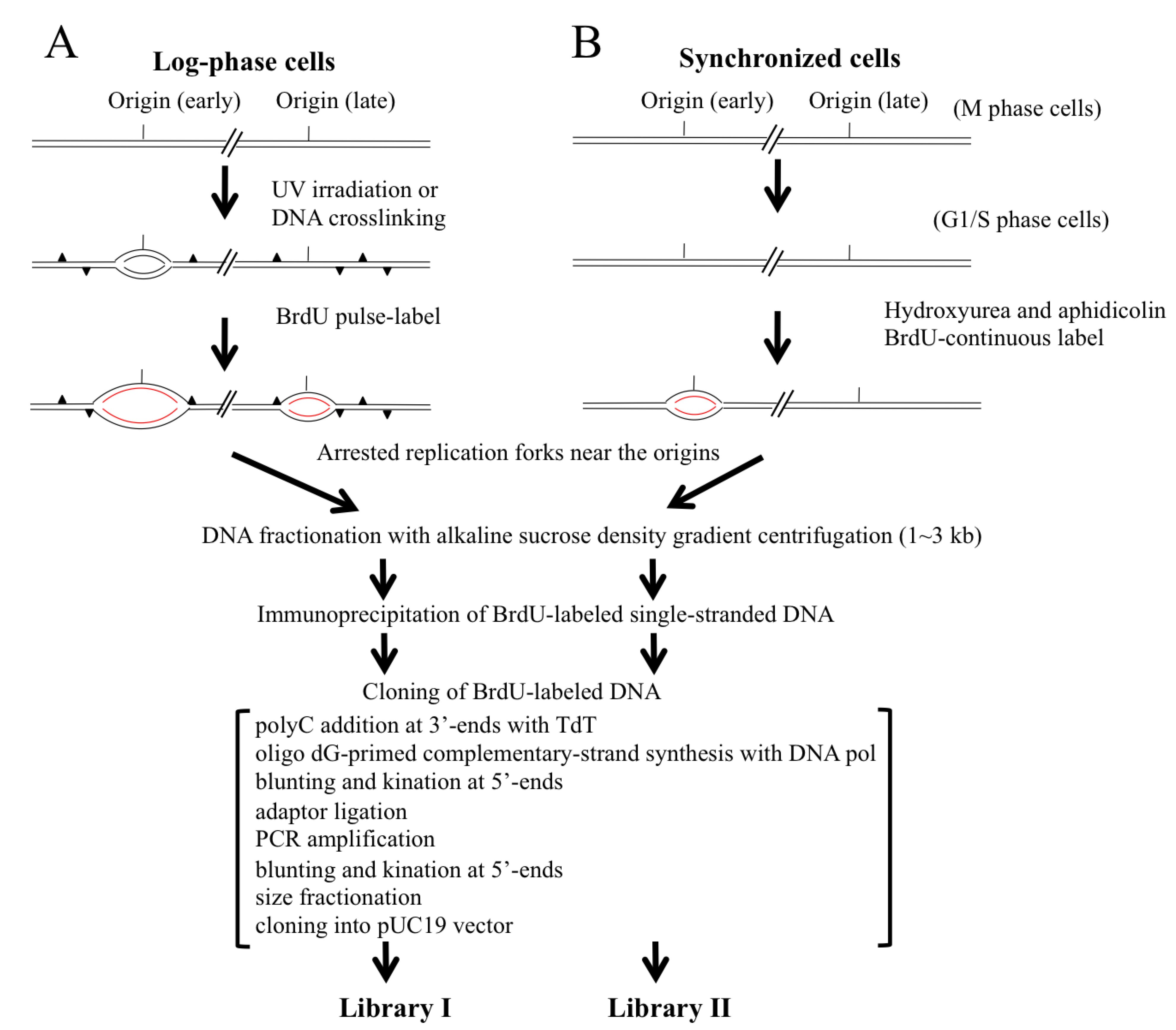Sample Essay on Single Strand Binding Protein