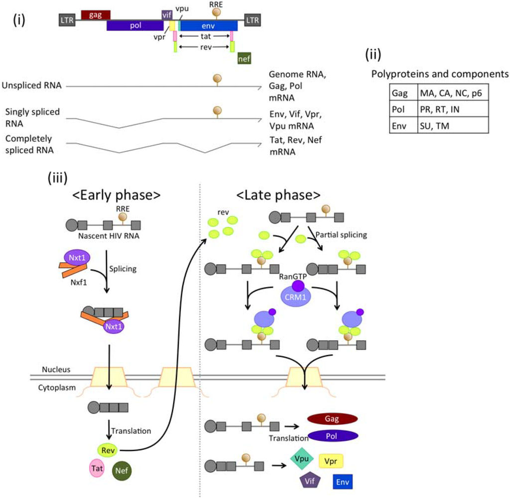 structure of mrna