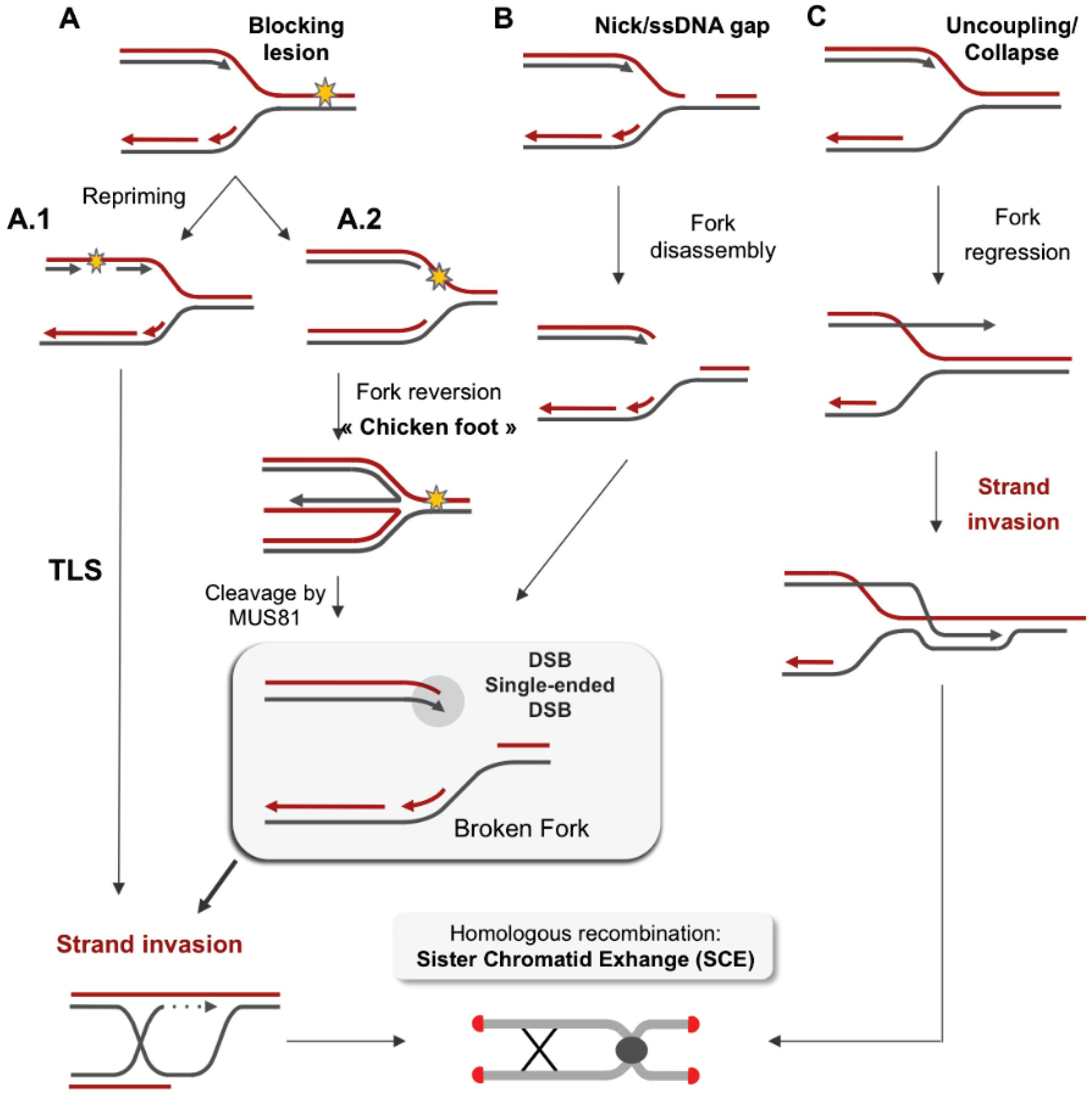 read pipeline letters