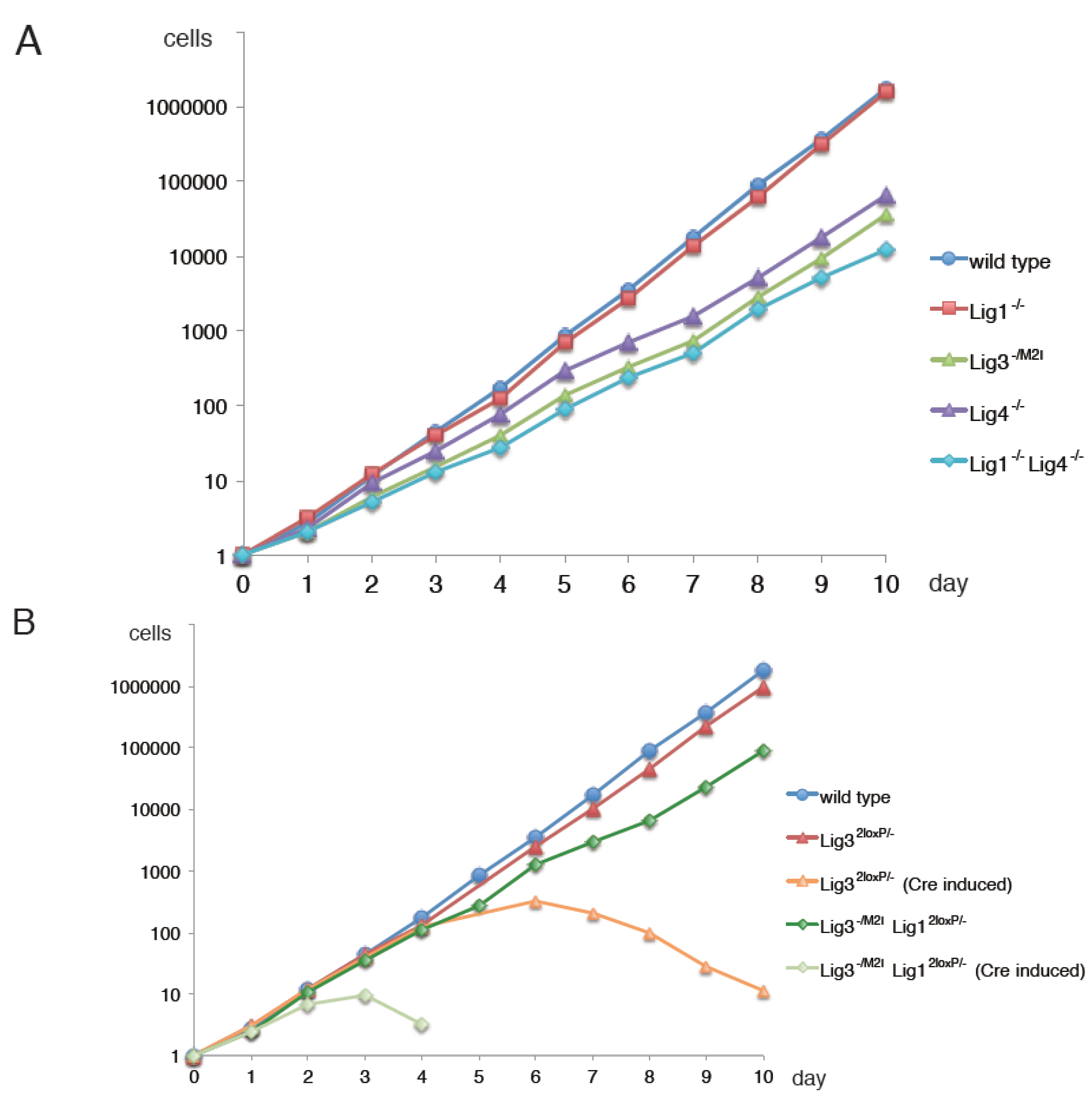 genes free full text alternative okazaki fragment ligation okazaki fragment
