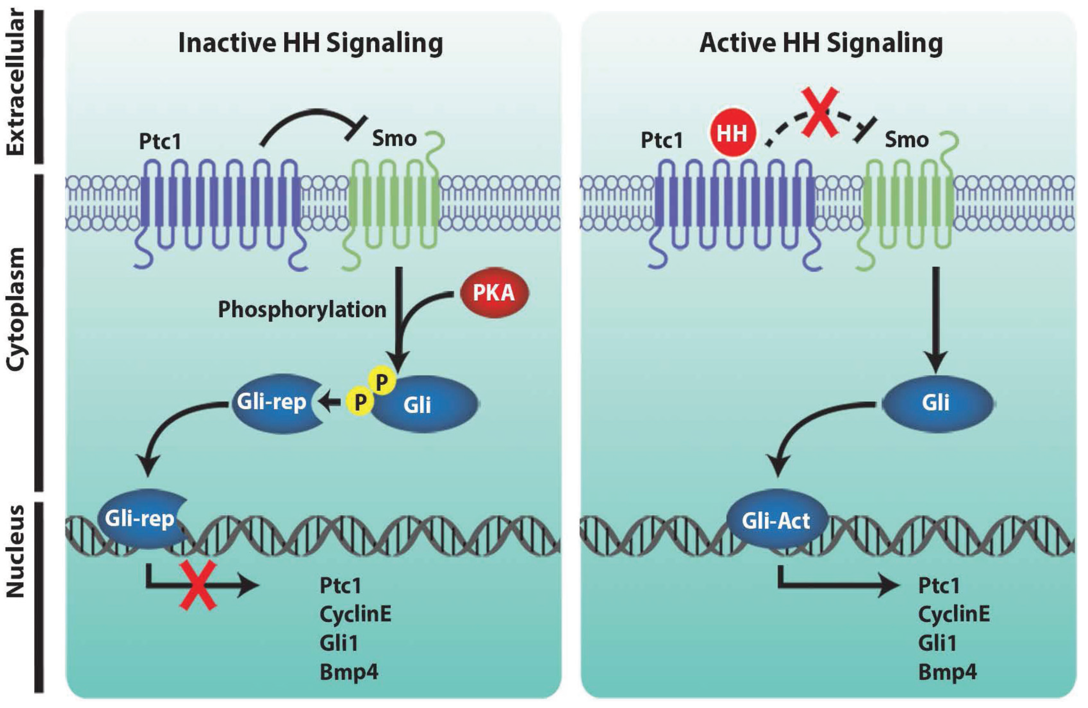 Genes | Free Full-Text | Hedgehog Signaling during Appendage