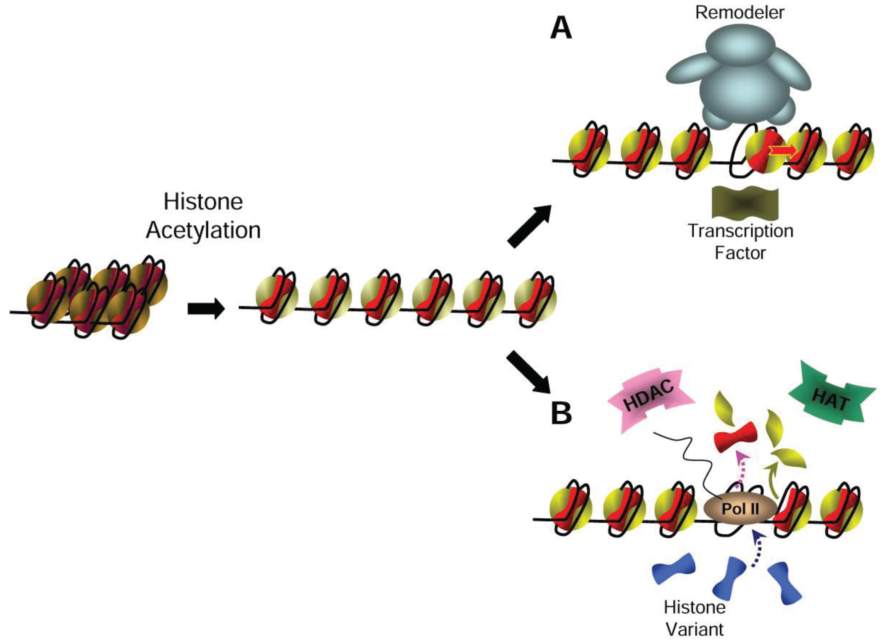 Nucleosome Dancing at the Tempo of Histone Biology Diagrams